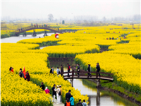 自駕！百畝花海綻放，絕美仙境來襲... 去這里驚艷你這個春天的朋友圈！