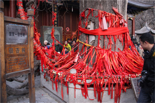 雌雄同體的千年銀杏樹向車友們闡述了千年之戀